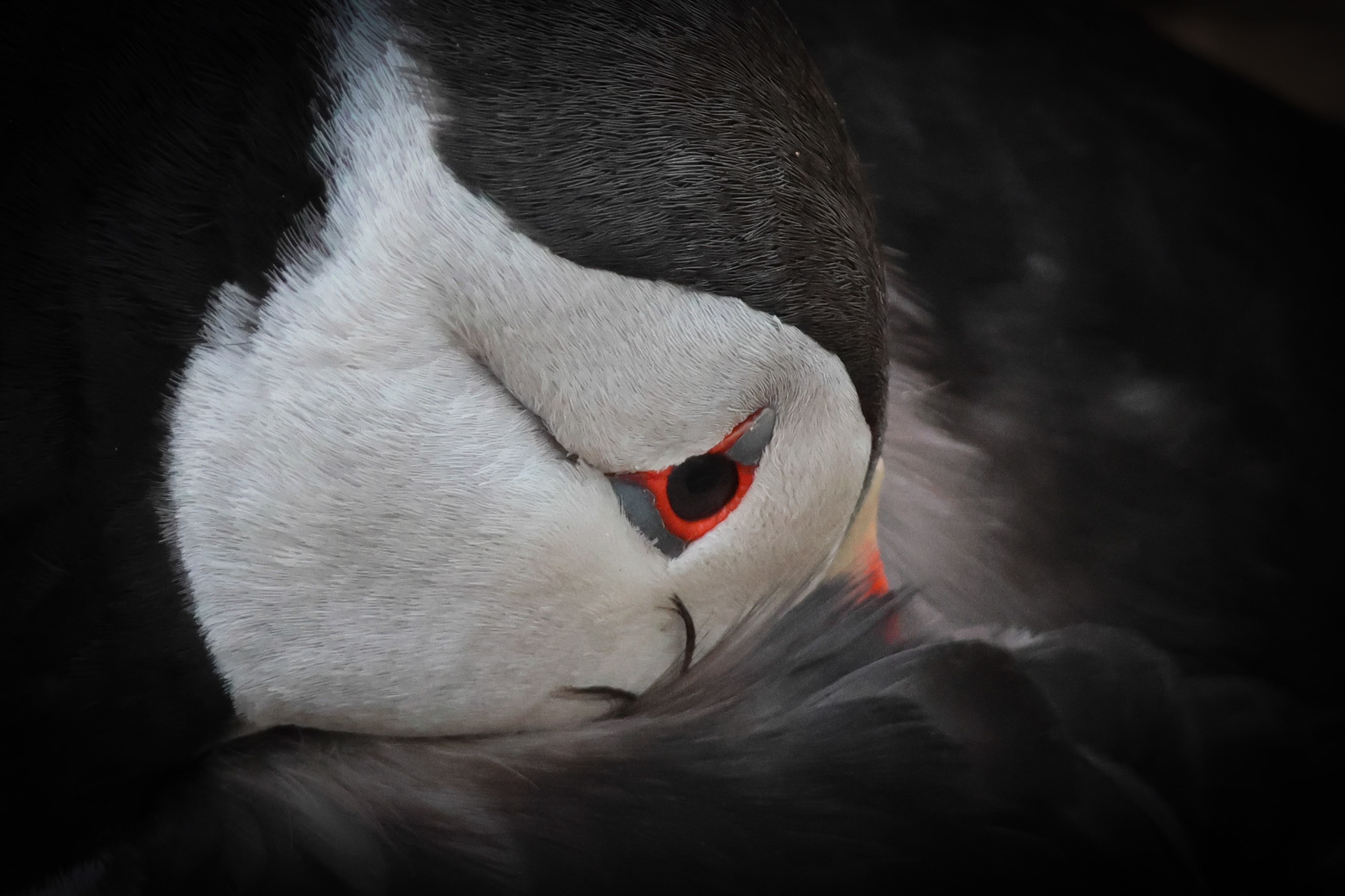 Open Wildlife Level 1 1st Place Puffin-1.jpeg